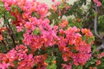 resIMG_20190608_140944_0656.JPG
